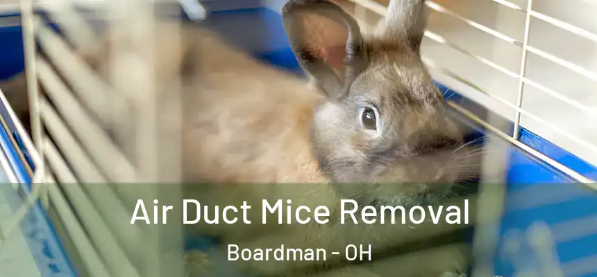 Air Duct Mice Removal Boardman - OH